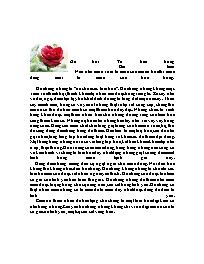 Bài văn mẫu - Đề bài: Tả hoa hồng
